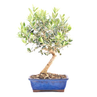 Olive 'Olea europaea'