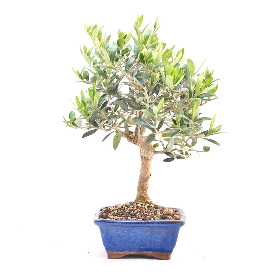 Olive 'Olea europaea'