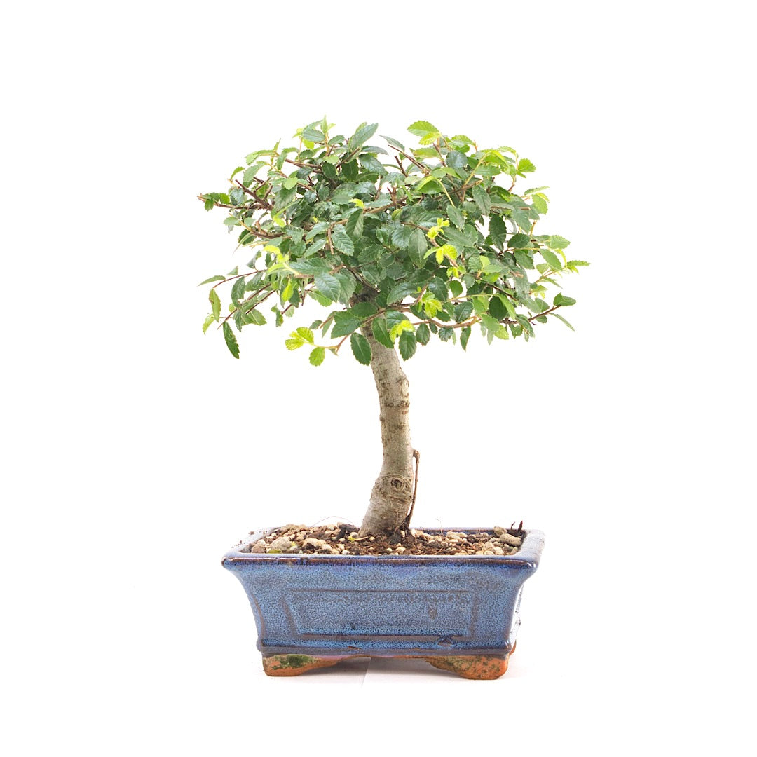 Chinesische Ulme 'Zelkova parvifolia'