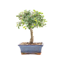 Chinesische Ulme 'Zelkova parvifolia'