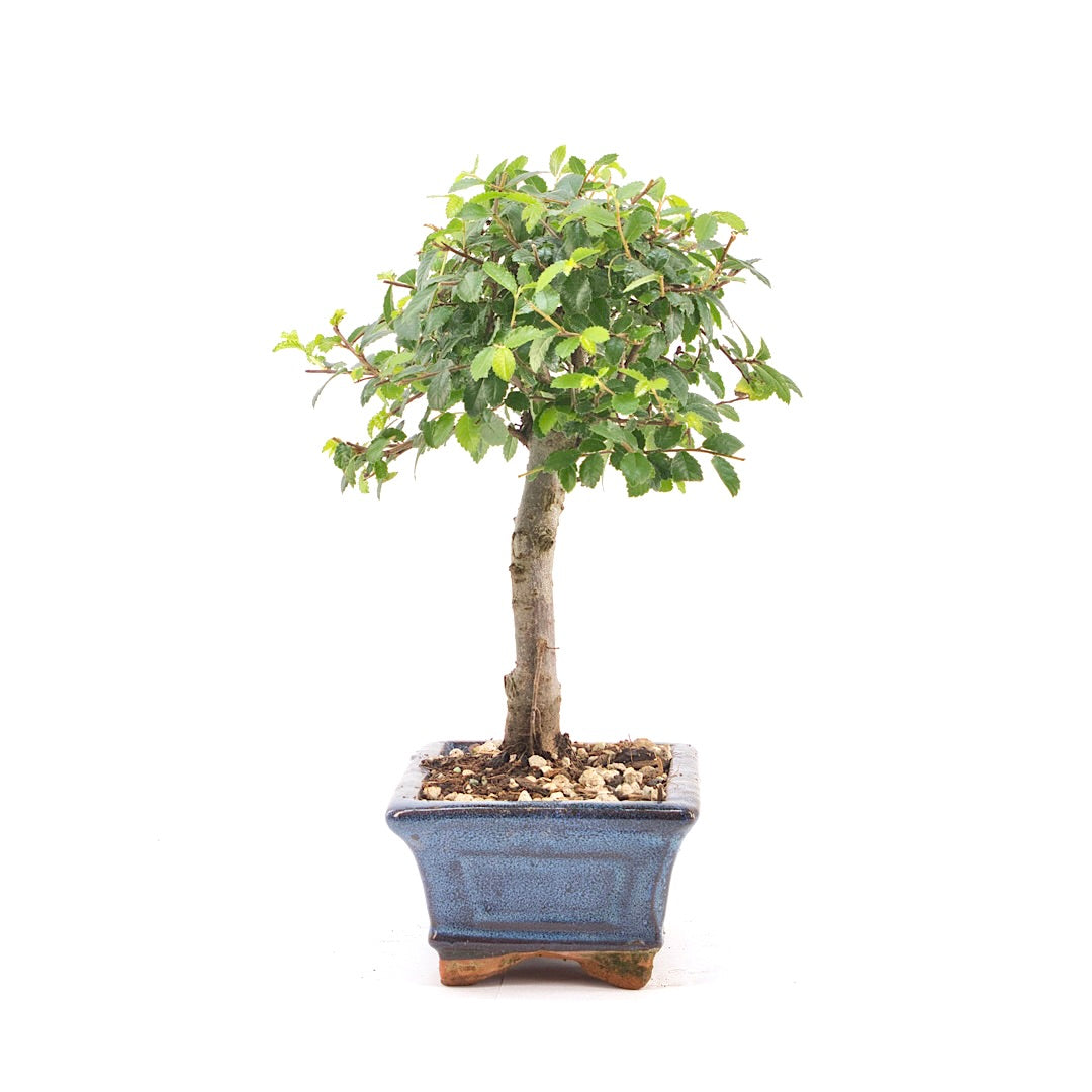 Chinesische Ulme 'Zelkova parvifolia'