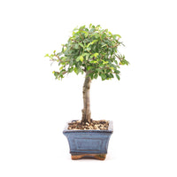 Chinesische Ulme 'Zelkova parvifolia'