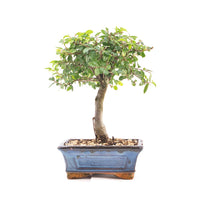 Chinesische Ulme 'Zelkova parvifolia'