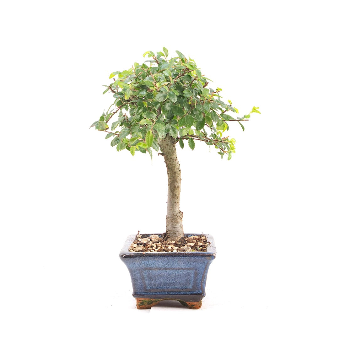 Chinesische Ulme 'Zelkova parvifolia'