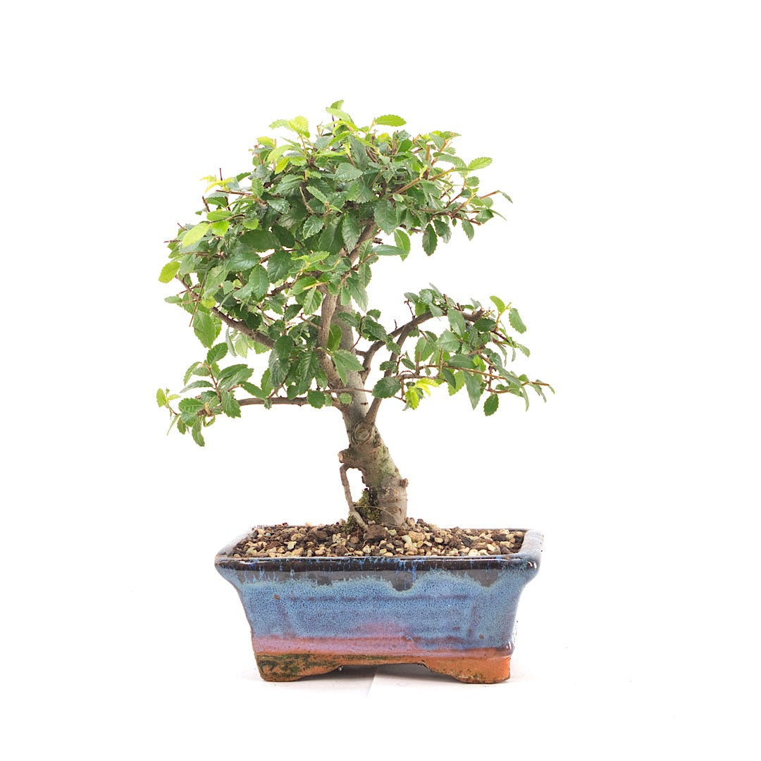 Chinesische Ulme 'Zelkova parvifolia'