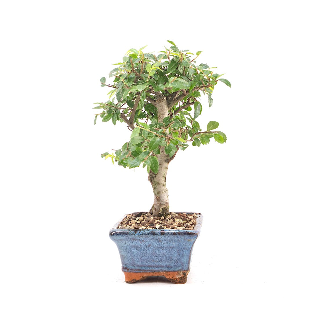 Chinesische Ulme 'Zelkova parvifolia'