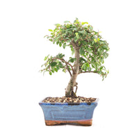 Chinesische Ulme 'Zelkova parvifolia'