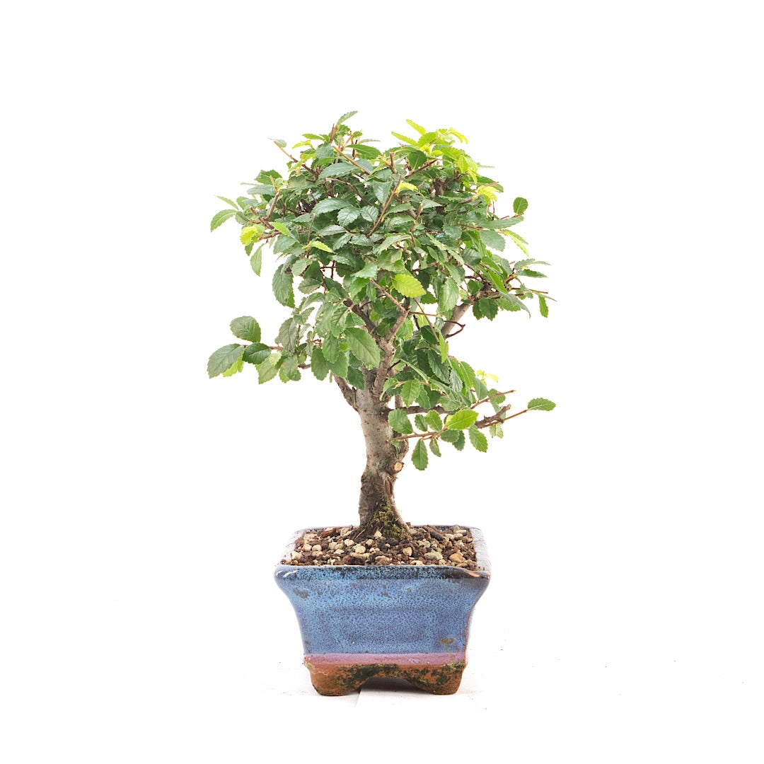 Chinesische Ulme 'Zelkova parvifolia'