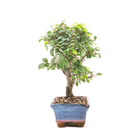 Chinesische Ulme 'Zelkova parvifolia'