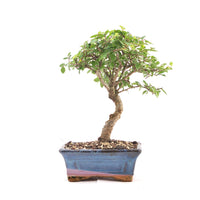 Chinesische Ulme 'Zelkova parvifolia'