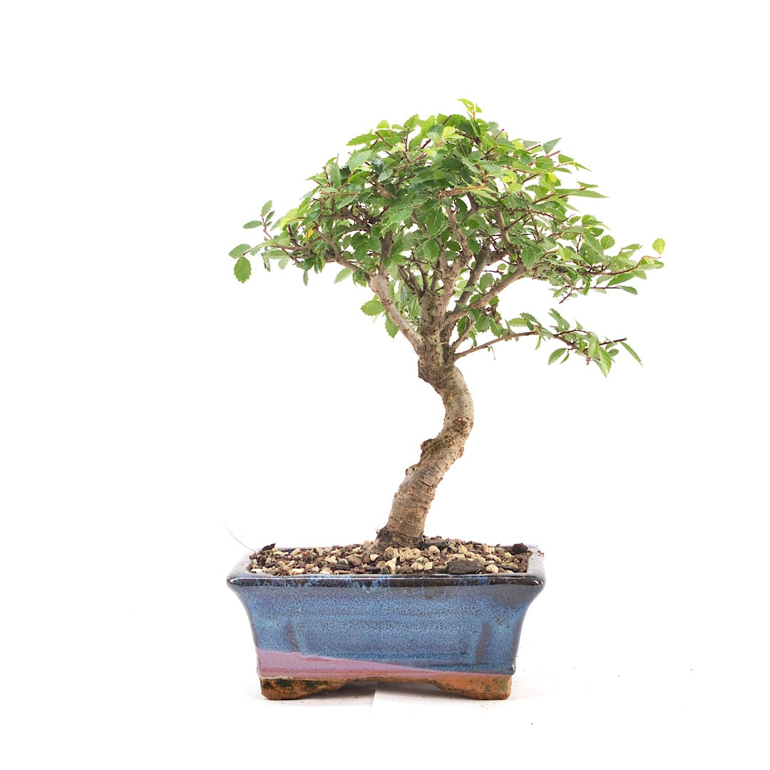 Chinesische Ulme 'Zelkova parvifolia'