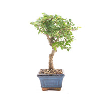 Chinesische Ulme 'Zelkova parvifolia'