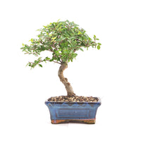 Chinesische Ulme 'Zelkova parvifolia'