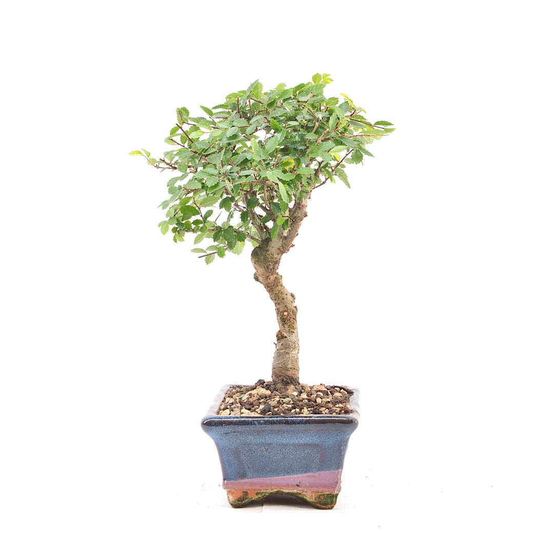 Chinesische Ulme 'Zelkova parvifolia'