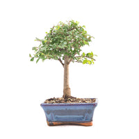 Chinesische Ulme 'Zelkova parvifolia'