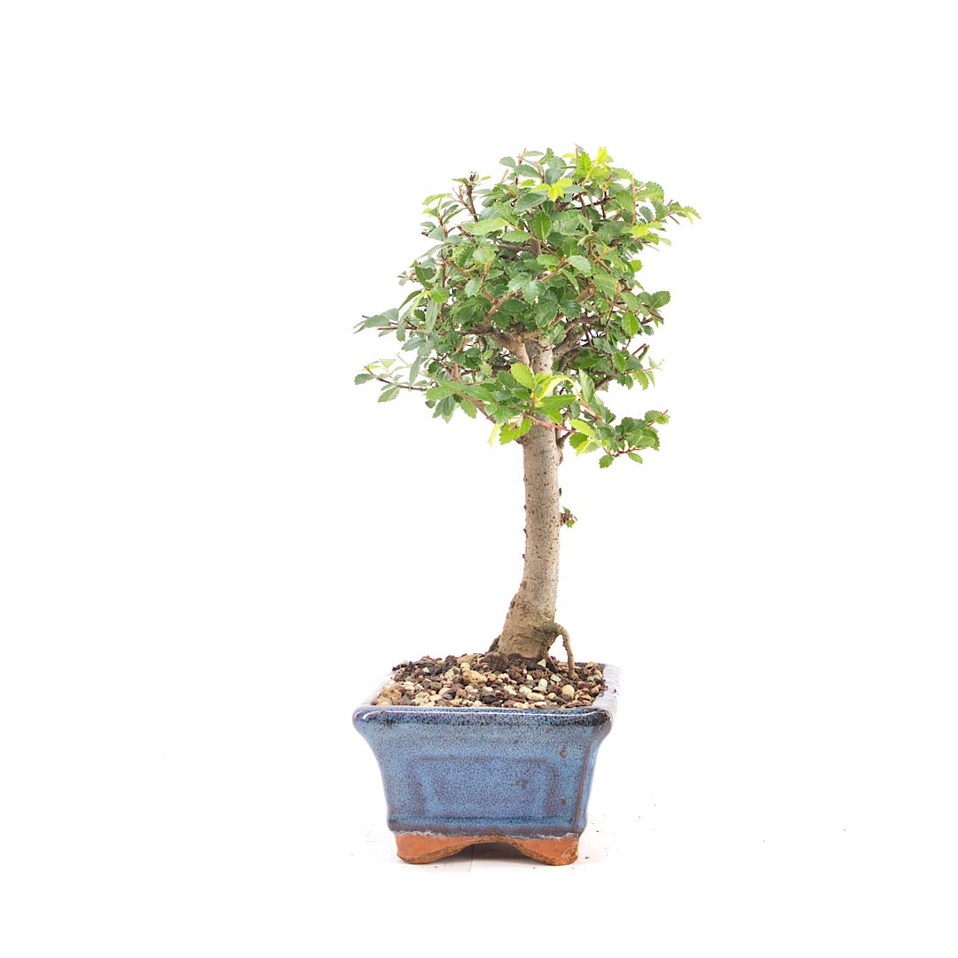 Chinesische Ulme 'Zelkova parvifolia'