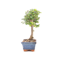 Chinesische Ulme 'Zelkova parvifolia'