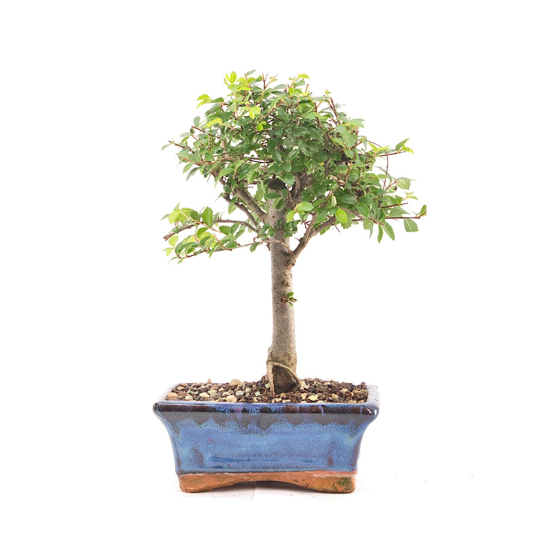 Chinesische Ulme 'Zelkova parvifolia'
