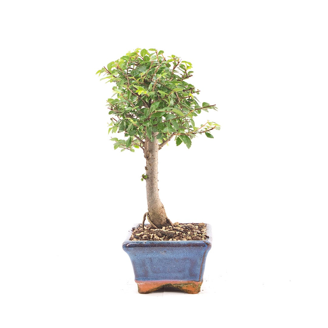 Chinesische Ulme 'Zelkova parvifolia'