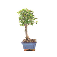 Chinesische Ulme 'Zelkova parvifolia'