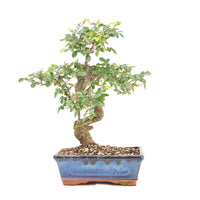 Chinesische Ulme 'Zelkova parvifolia'