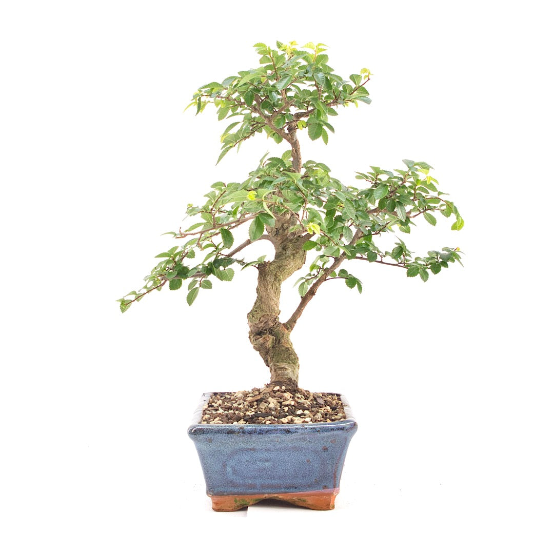 Chinesische Ulme 'Zelkova parvifolia'