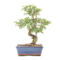 Chinesische Ulme 'Zelkova parvifolia'