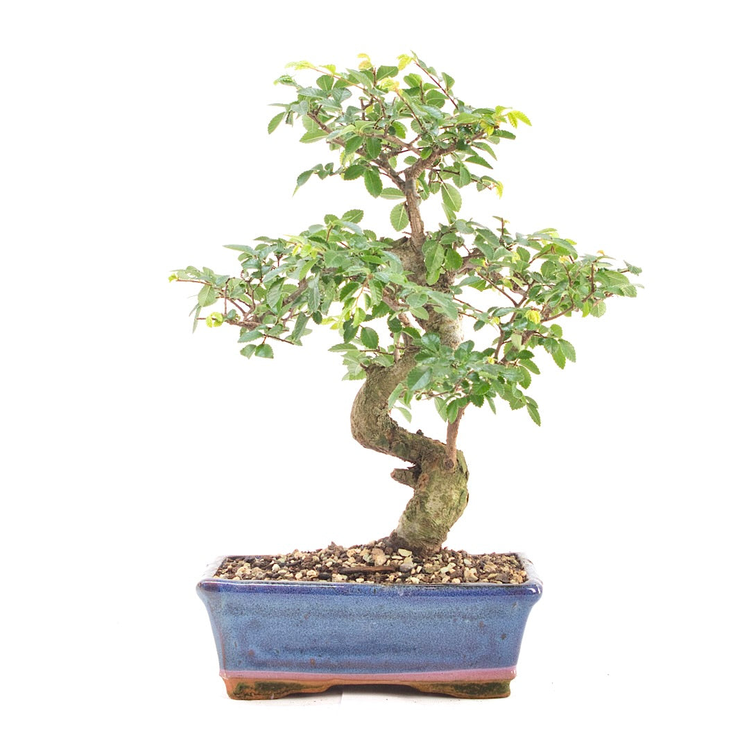Chinesische Ulme 'Zelkova parvifolia'