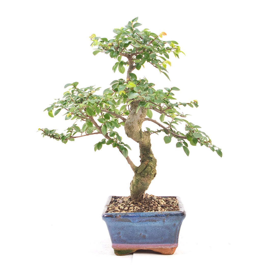Chinesische Ulme 'Zelkova parvifolia'