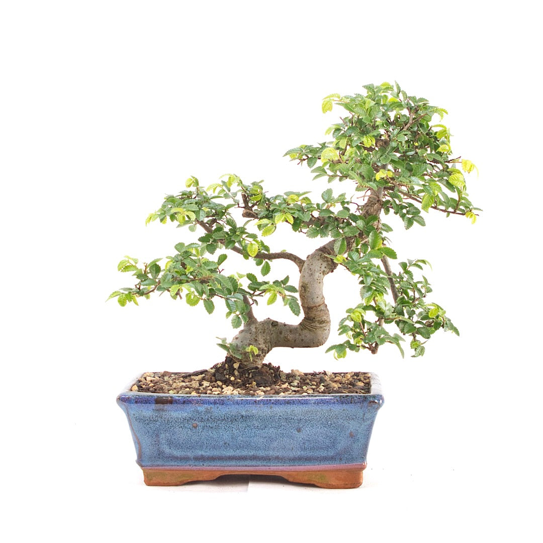 Chinesische Ulme 'Zelkova parvifolia'