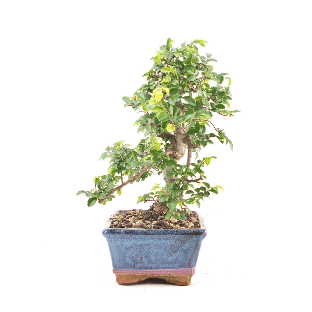 Chinesische Ulme 'Zelkova parvifolia'