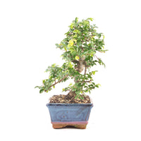 Chinesische Ulme 'Zelkova parvifolia'