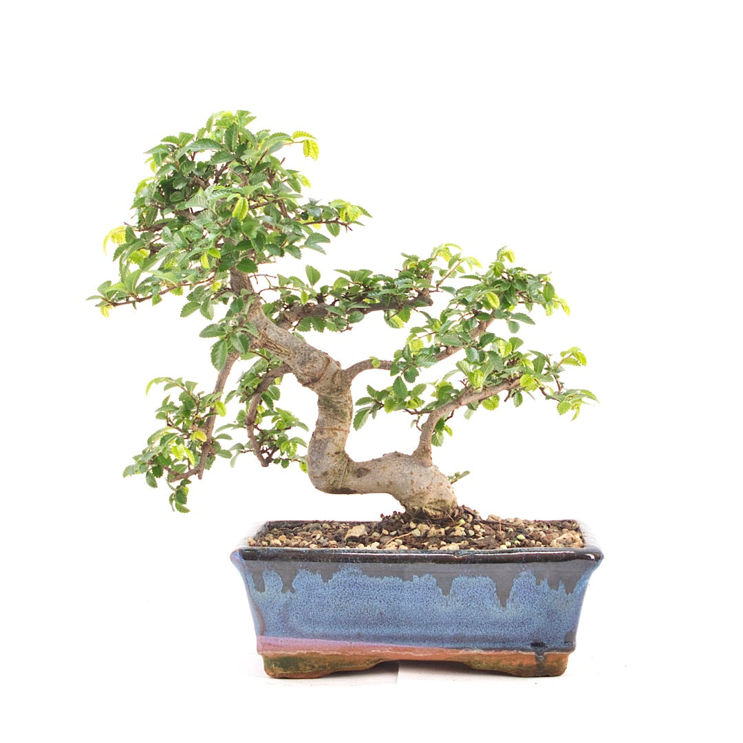 Chinesische Ulme 'Zelkova parvifolia'