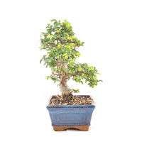 Chinesische Ulme 'Zelkova parvifolia'