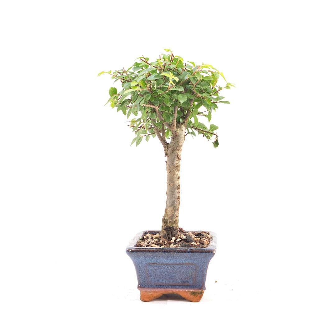 Chinesische Ulme 'Zelkova parvifolia'