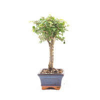 Chinesische Ulme 'Zelkova parvifolia'