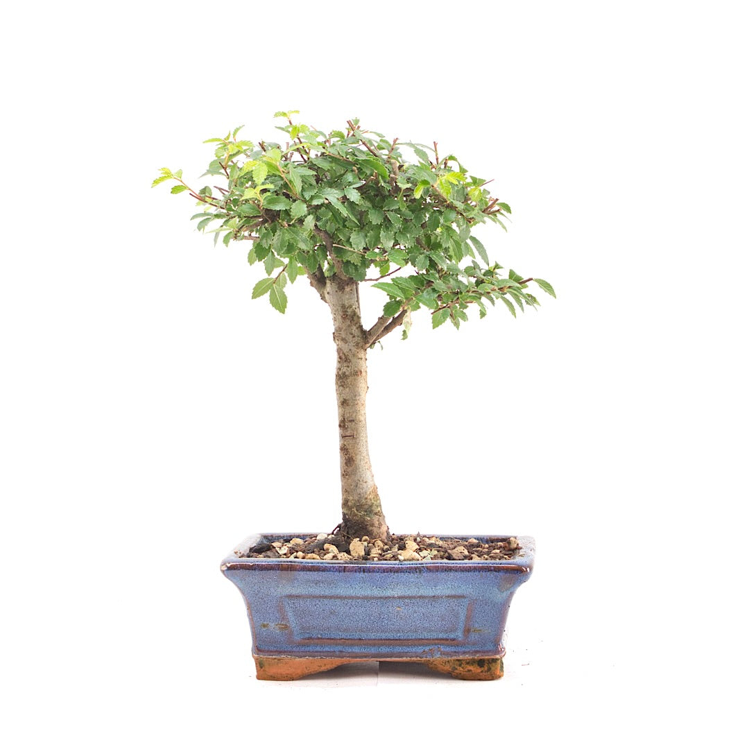 Chinesische Ulme 'Zelkova parvifolia'