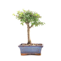 Chinesische Ulme 'Zelkova parvifolia'