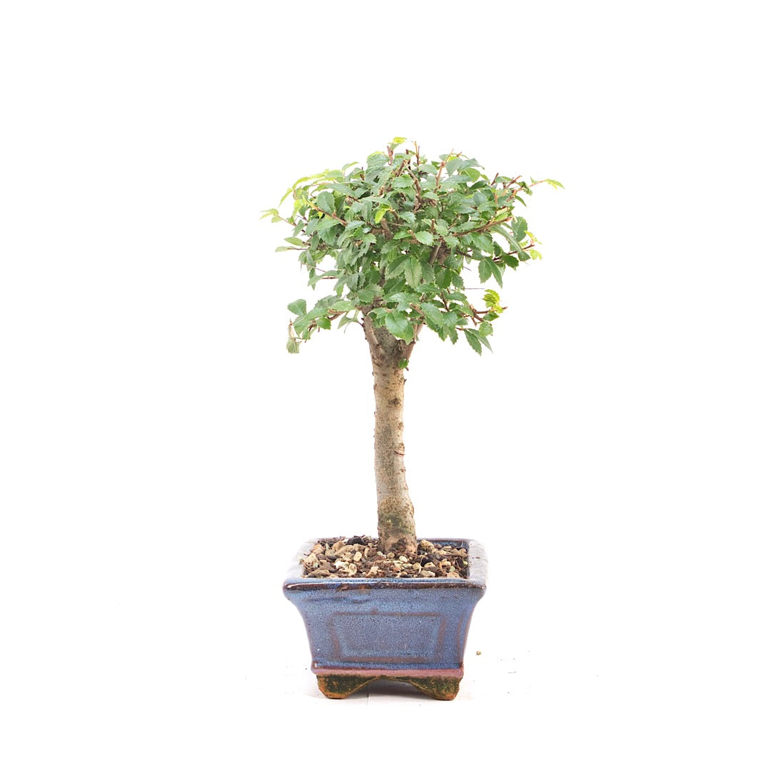 Chinesische Ulme 'Zelkova parvifolia'