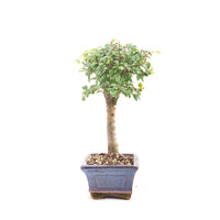 Chinesische Ulme 'Zelkova parvifolia'