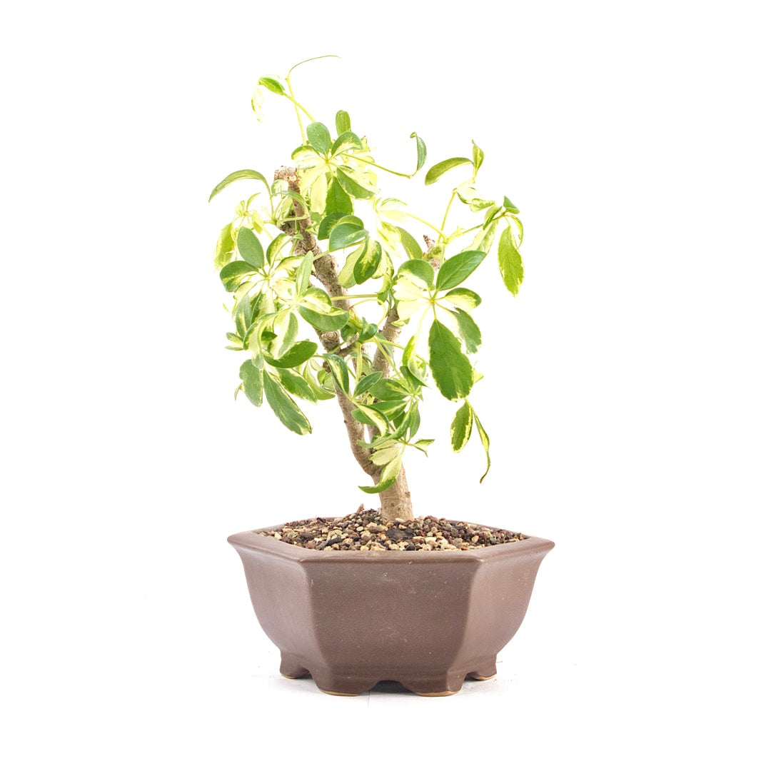 Gelbbunte Strahlenaralie 'Schefflera arboricola'