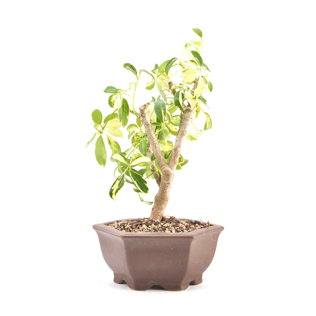 Gelbbunte Strahlenaralie 'Schefflera arboricola'
