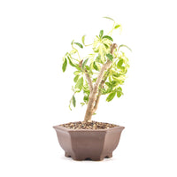 Gelbbunte Strahlenaralie 'Schefflera arboricola'