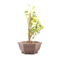 Gelbbunte Strahlenaralie 'Schefflera arboricola'