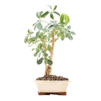 Gelbbunte Strahlenaralie 'Schefflera arboricola'