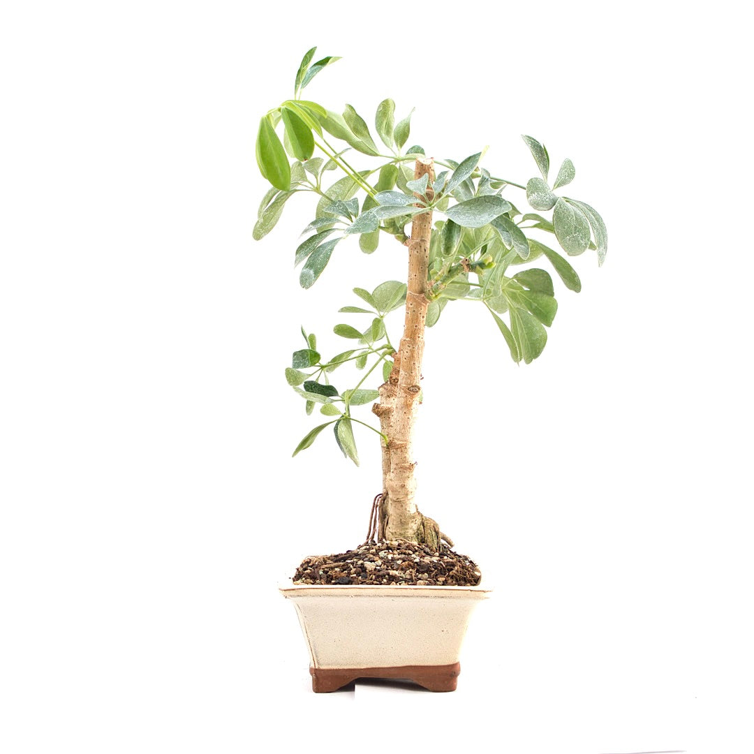 Gelbbunte Strahlenaralie 'Schefflera arboricola'