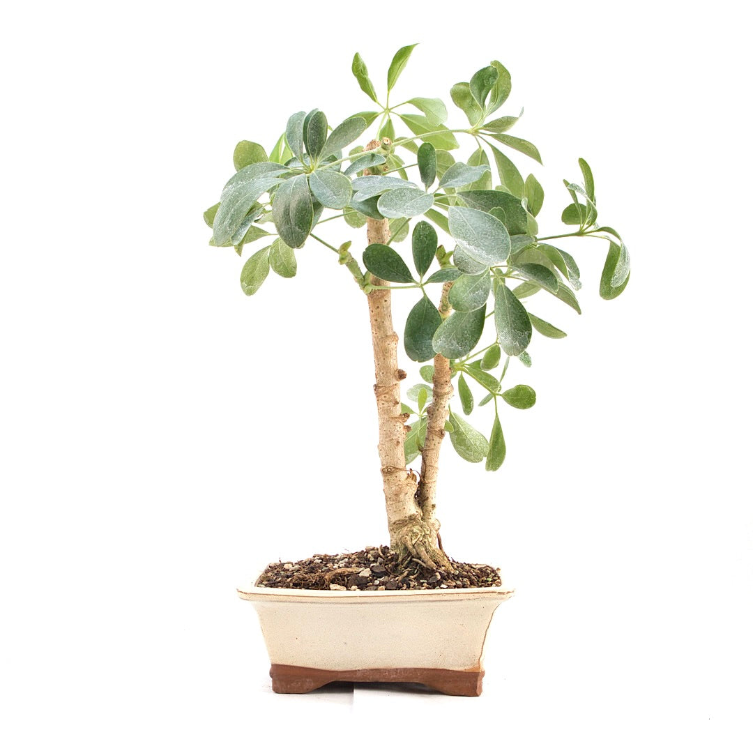 Gelbbunte Strahlenaralie 'Schefflera arboricola'