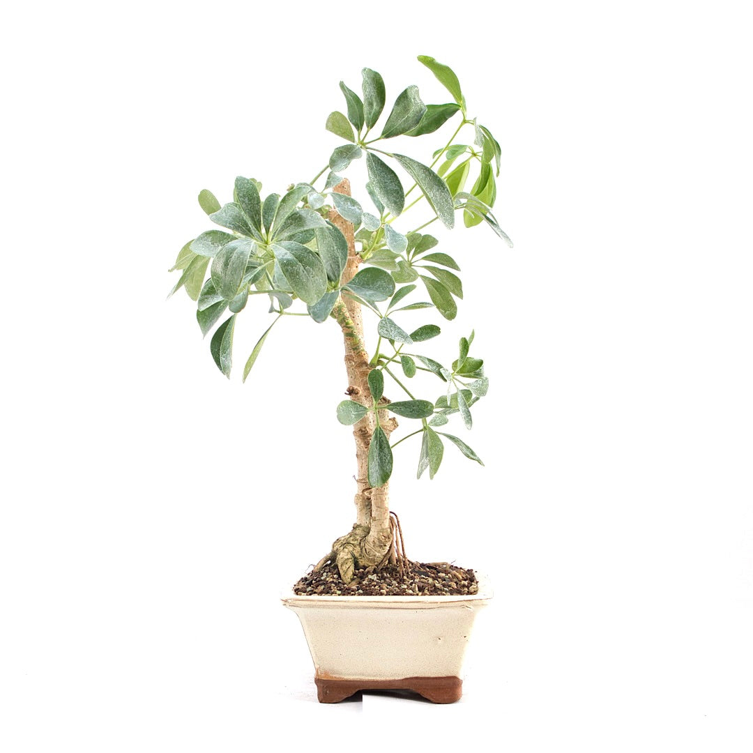 Gelbbunte Strahlenaralie 'Schefflera arboricola'