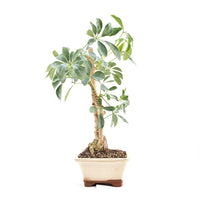 Gelbbunte Strahlenaralie 'Schefflera arboricola'