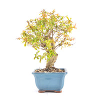 Granatapfel 'Punica granatum'